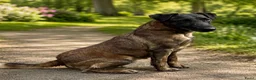 Overig honden te koop: WESTFALIA TERRIER - Advertentie 4