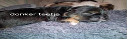 Boomer honden te koop: Boomer pupjes - Advertentie 3