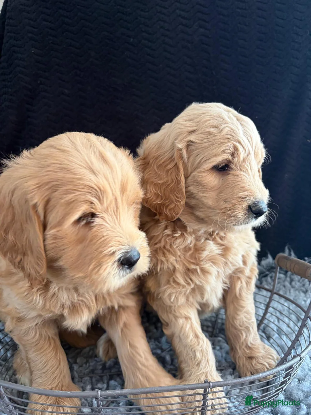 Kruising honden te koop: Prachtig nestje Goldendoodle/Labradoodle puppy’s in Heeswijk Dinther - Advertentie 2