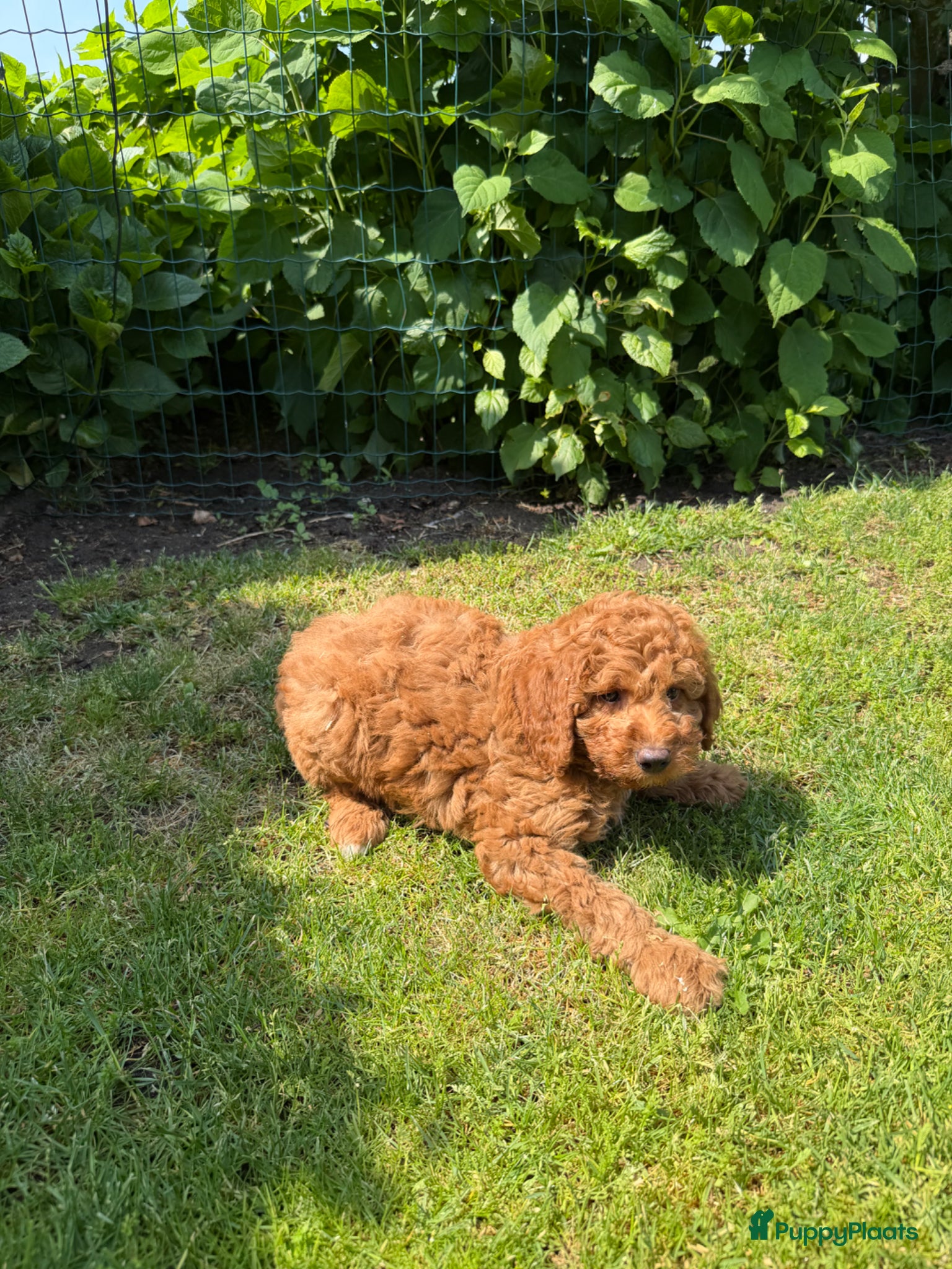 Labradoodle honden te koop: Mini Doodle (Dwergpoedel x Labradoodle) - Advertentie 4