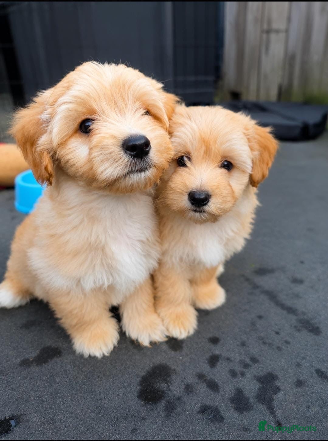 Maltipoo honden Prachtige maltipoo pups , speels, gezond  - Advertentie 1