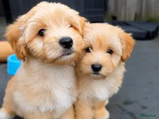 Maltipoo honden Prachtige maltipoo pups , speels, gezond - Advertentie 1