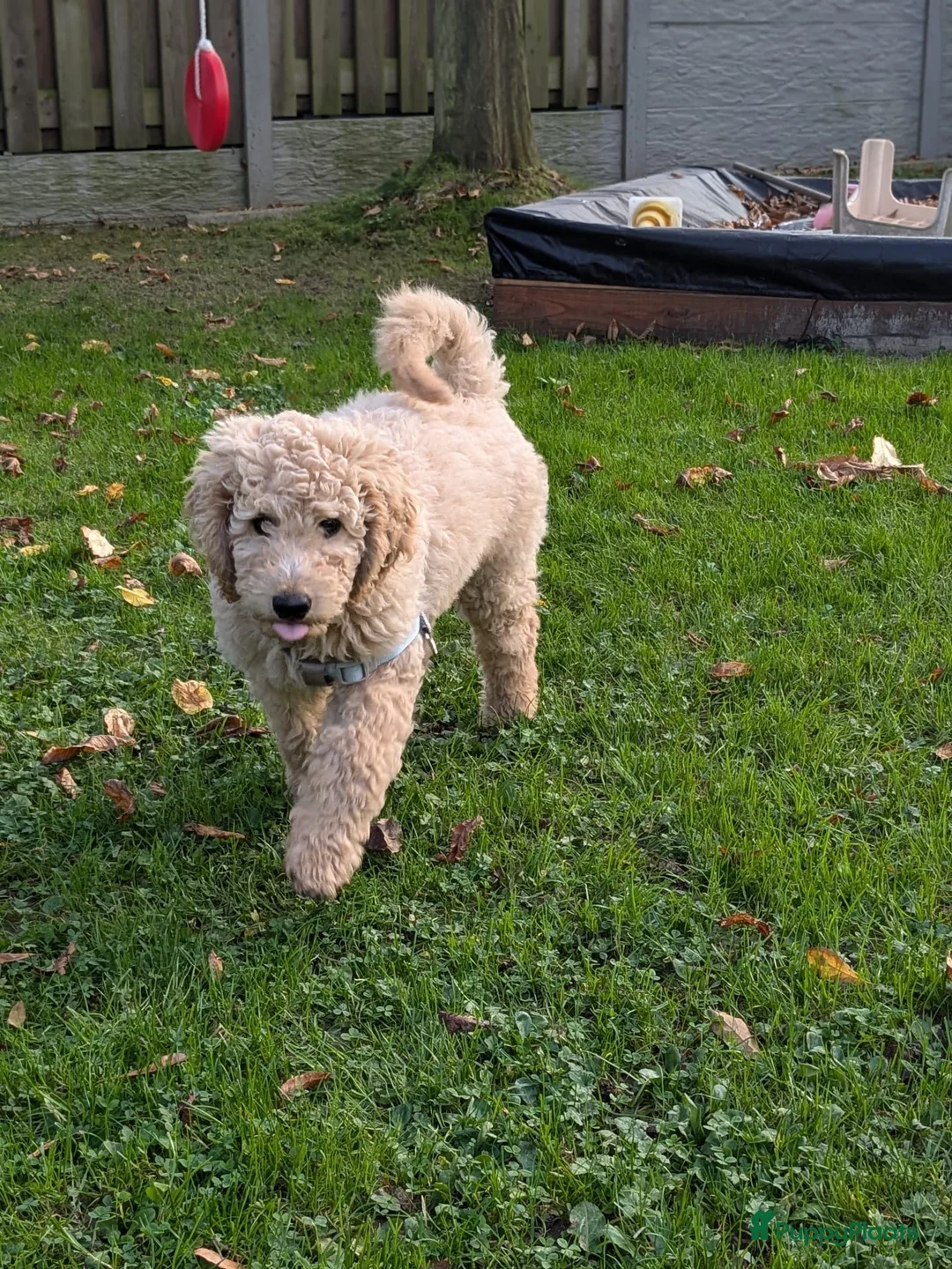 Labradoodle honden ter dekking: KNAPPE AUSTRALIAN LABRADOODLE DEKREU in Breda - Advertentie 33