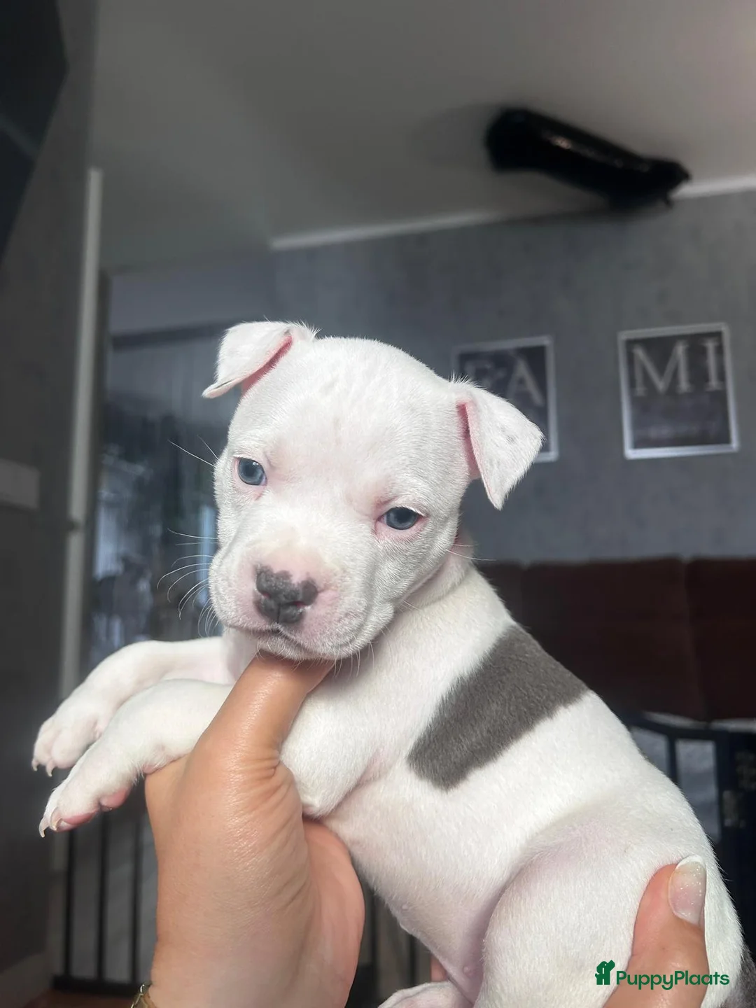 American Staffordshire Terriër honden te koop: American Staffordshire Terriers Pupps  - Advertentie 28