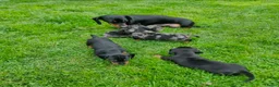 Dwergpinscher honden te koop: Schattige Dwergpinscher - Advertentie 6