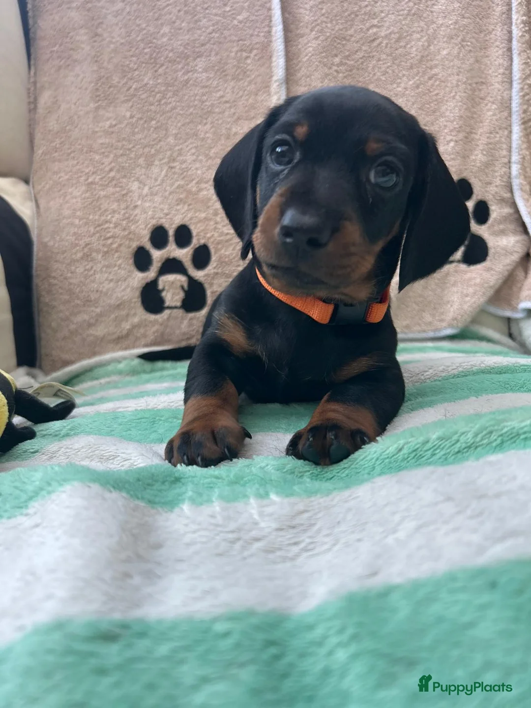 Teckel (korthaar)  honden te koop:  Prachtige standaard korthaar teckels pups  - Advertentie 2
