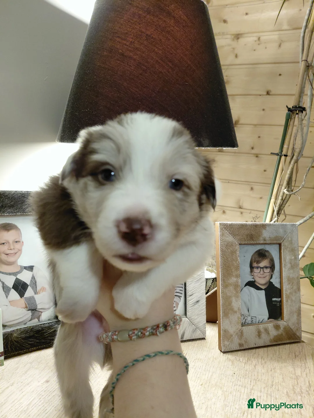 Border Collie honden te koop: Bordercollie pups  in Helmond - Advertentie 9