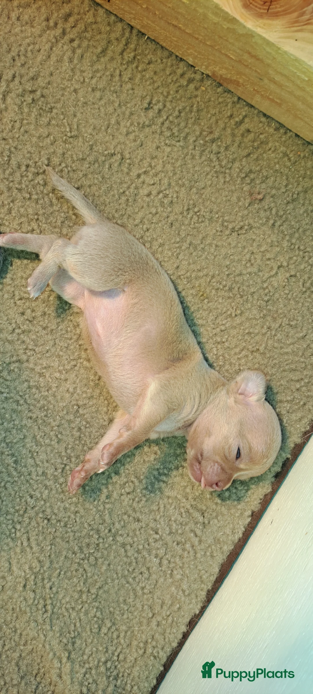 Chihuahua honden te koop: Chihuahua puppies - Advertentie 2