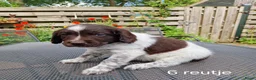 Friese Stabij honden te koop: Sasha en haar puppy's - Advertentie 4