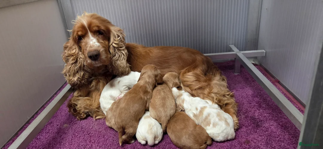 Engelse Cocker Spaniel honden te koop: Engelse Cockerspaniel pups met Stamboom  - Advertentie 5