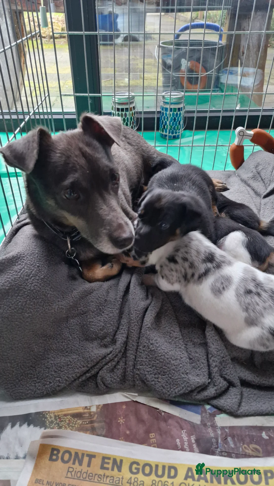 Jack Russel Terriër honden te koop: Jack Russell pups in De Wijk - Advertentie 10