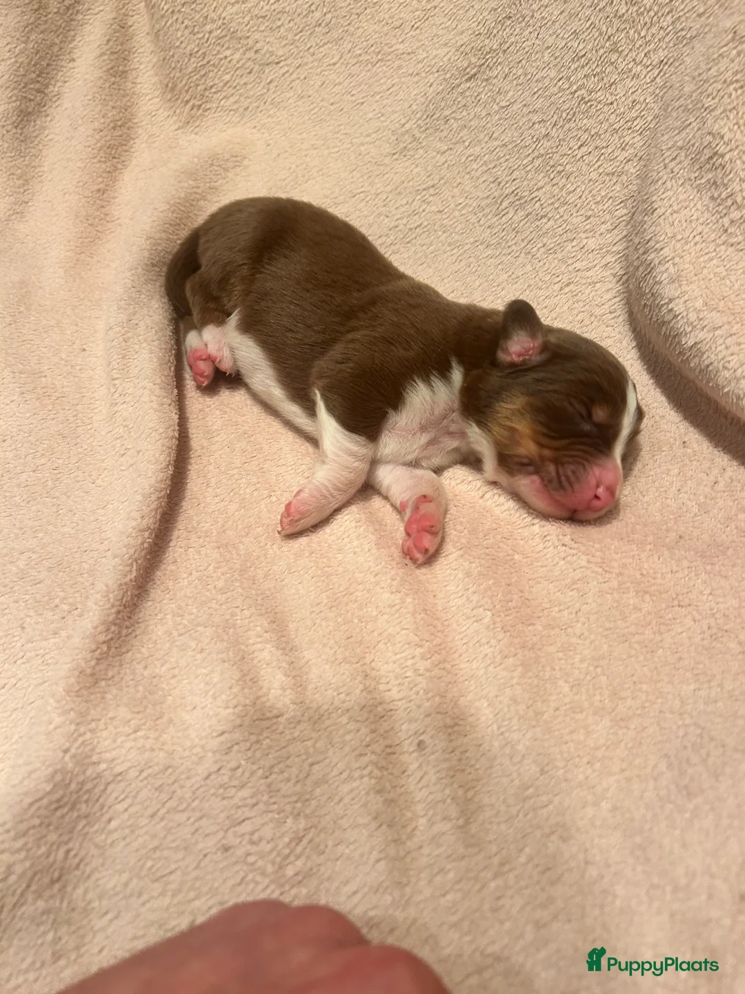 Australian Shepherd honden te koop: 100% raszuivere Australian Sheperd pups - Advertentie 4