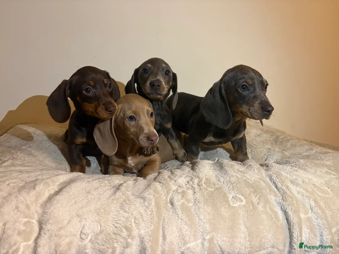 Teckel (korthaar)  honden te koop: Dwerg Teckels puppy’s zoeken een warm nest. - Advertentie 3