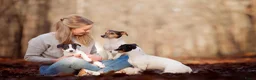 Jack Russel Terriër honden ter dekking: Dekreu Jack Russell Terriër tricoler in Oisterwijk - Advertentie 4