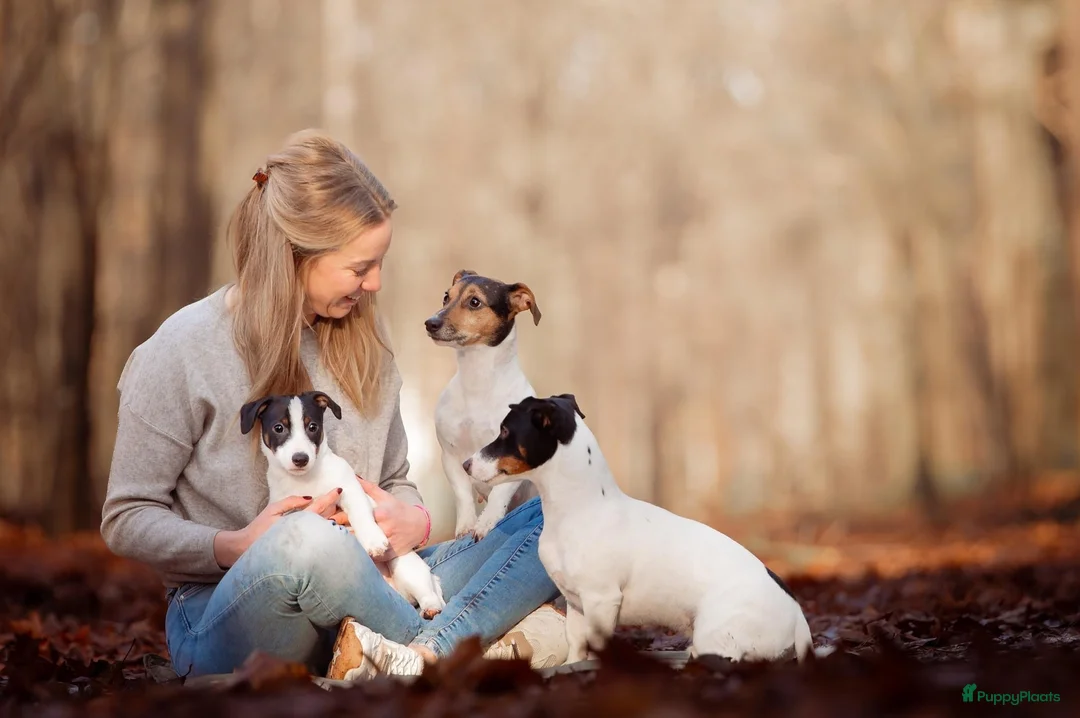 Jack Russel Terriër honden ter dekking: Dekreu Jack Russell Terriër tricoler in Oisterwijk - Advertentie 4