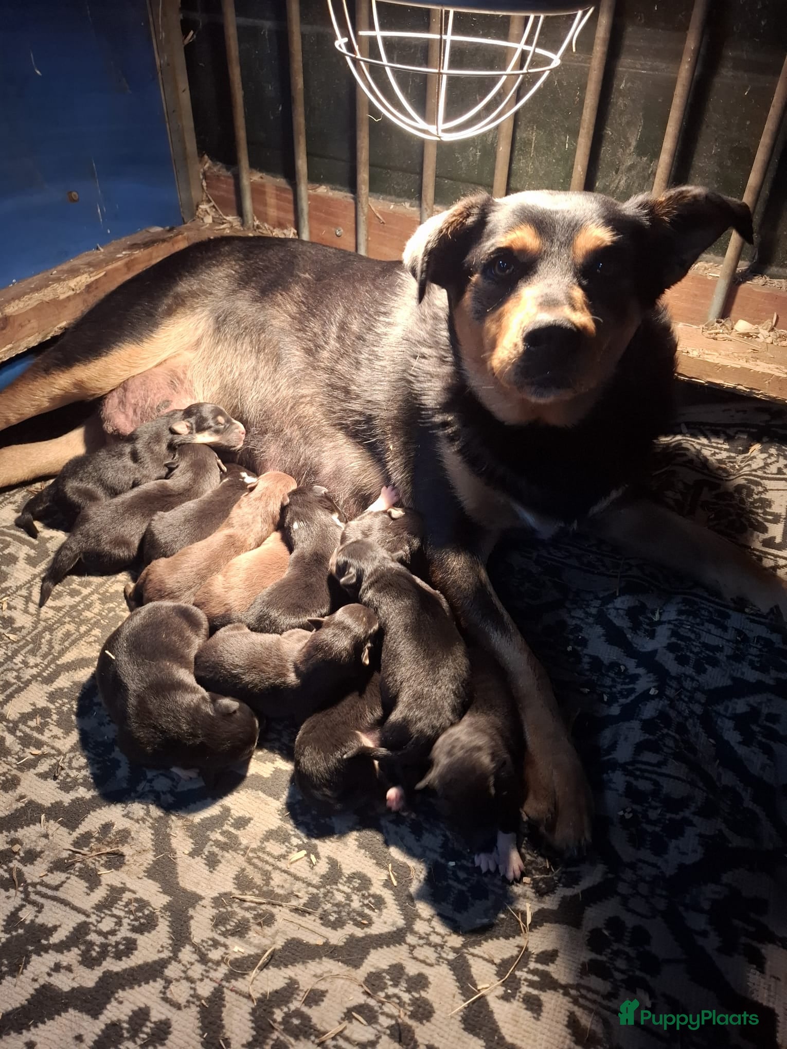 Kruising honden Prachtige pups Border Collie x Australian Kelpie  - Advertentie 1