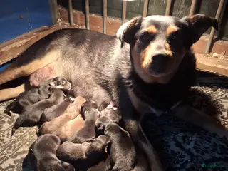 Kruising honden Prachtige pups Border Collie x Australian Kelpie - Advertentie 1