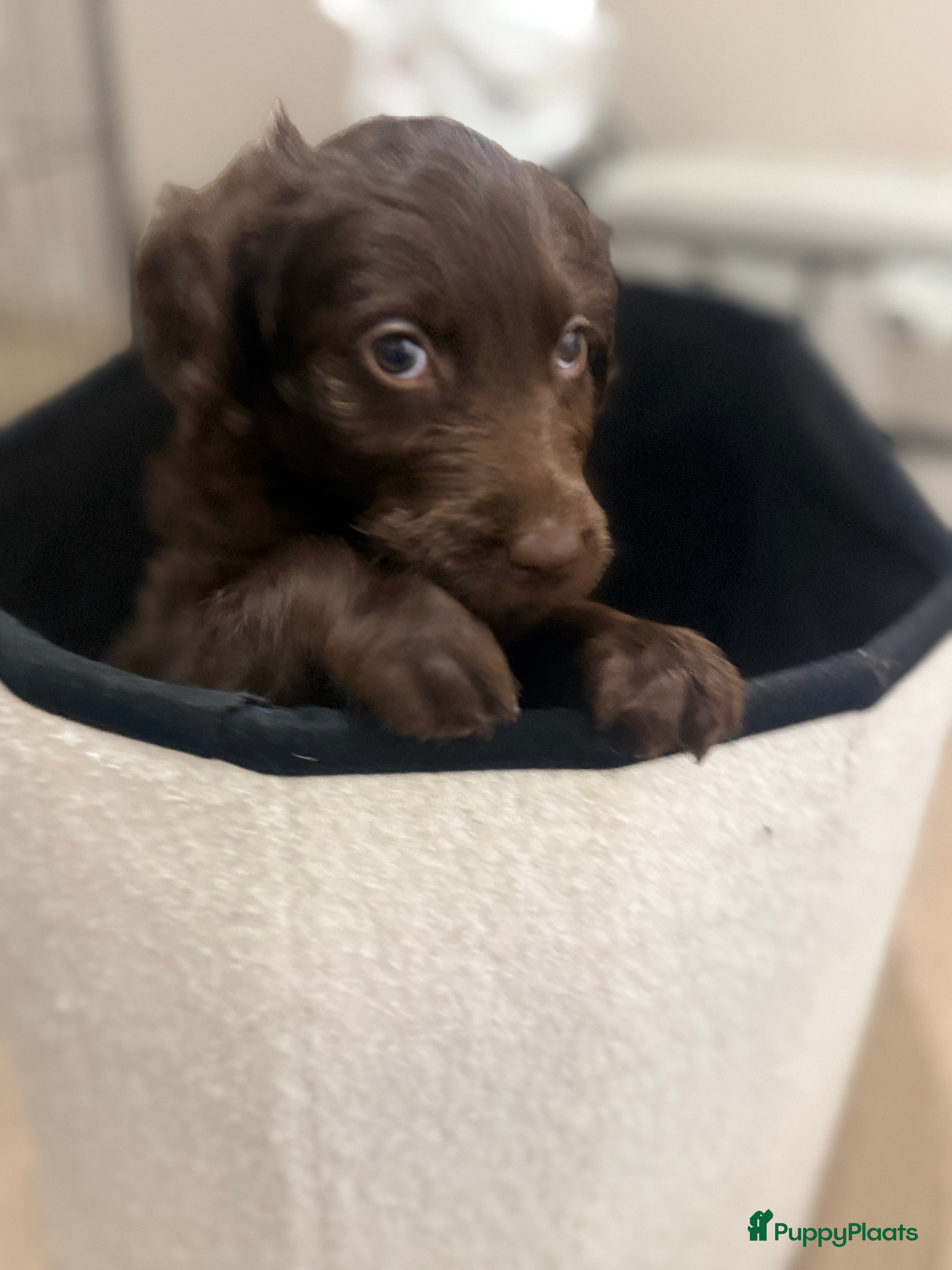 Labradoodle honden Hele mooie labradoodle puppy’s  - Advertentie 2