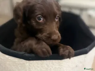 Labradoodle honden Hele mooie labradoodle puppy’s - Advertentie 2