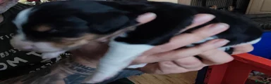 Kruising 2
