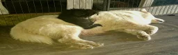 Kruising honden te koop: Prachtige dutch Laika's  - Advertentie 7