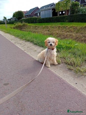 Poedel Toy honden Toypoedel reutje - Advertentie 1