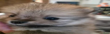 Pomeriaan Puppy 1