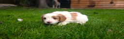 Kruising honden te koop: mooie Cava/Malti-Poo pups  in Boxtel - Advertentie 5