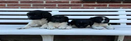 Kruising honden te koop: Friese Stabij pups - Advertentie 5