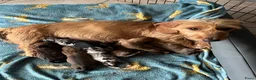 Kruising honden te koop: Dwerg teckel pupjes  - Advertentie 16