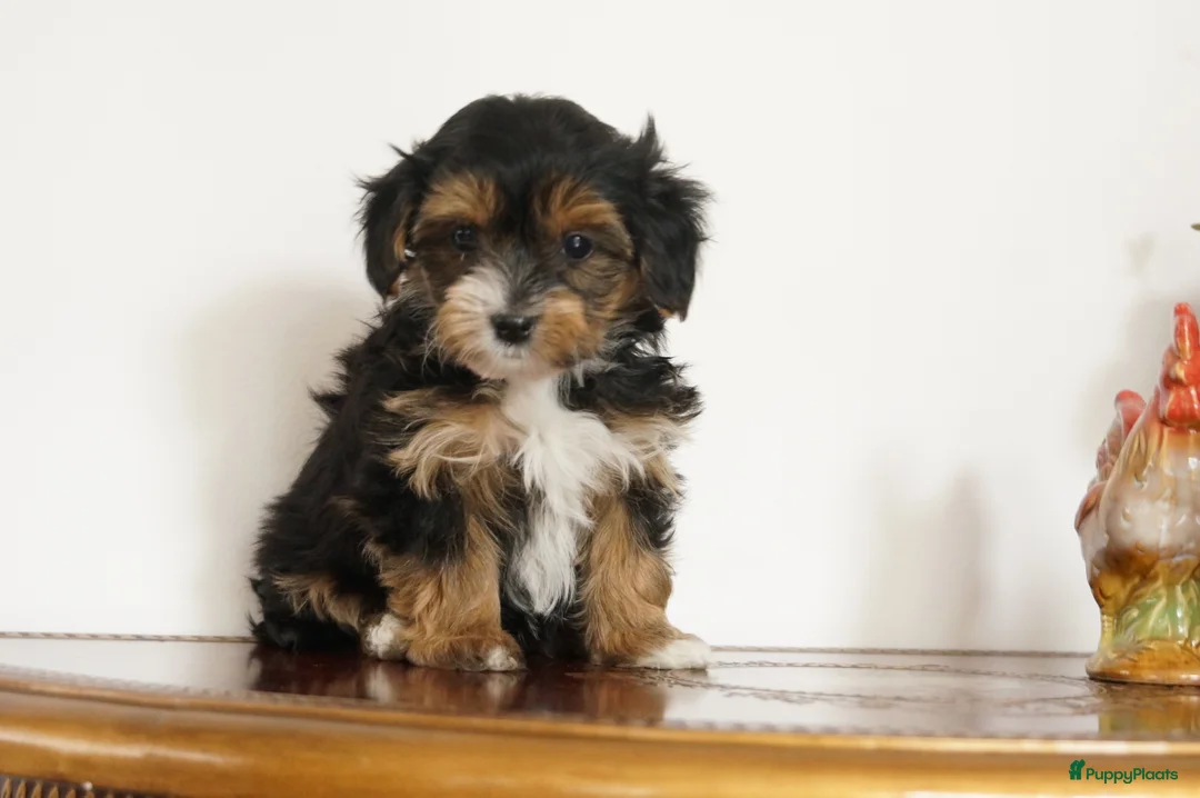 Kruising honden te koop: Papa maltipoo x Mama driekleur  boomer/ maltipoo - Advertentie 6