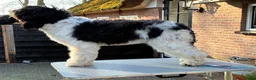 Barbet honden te koop: Liva -lief, zelfverzekerd en altijd in voor actie! - Advertentie 4