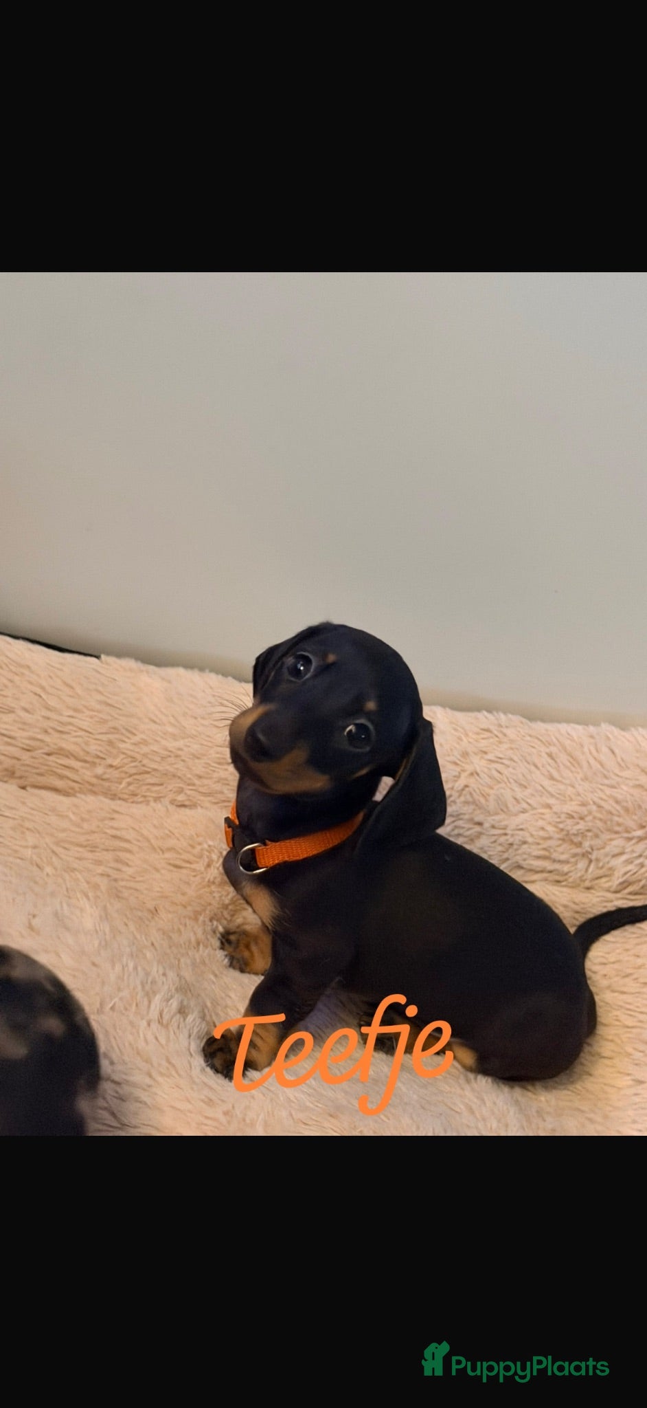 Kruising honden Kanichen pups  - Advertentie 6