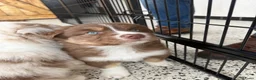 Australian Shepherd honden te koop: Australische herder pups huiselijk opgevoed  - Advertentie 12