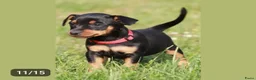 Dwergpinscher honden te koop: Prachtige Dwerg Pincher pups aangeboden  - Advertentie 4