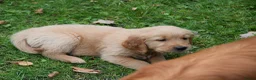 Golden Retriever honden te koop: Golden Retriever pups met stamboom - Advertentie 11