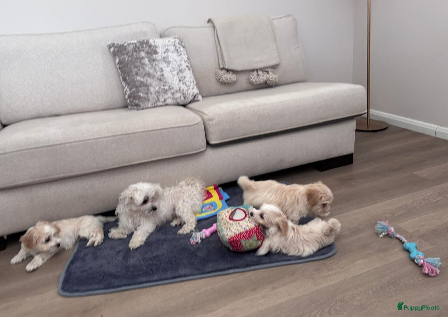 Maltipoo honden Maltipoo pups - Advertentie 1