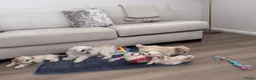 Maltipoo honden te koop: Maltipoo pups - Advertentie 1