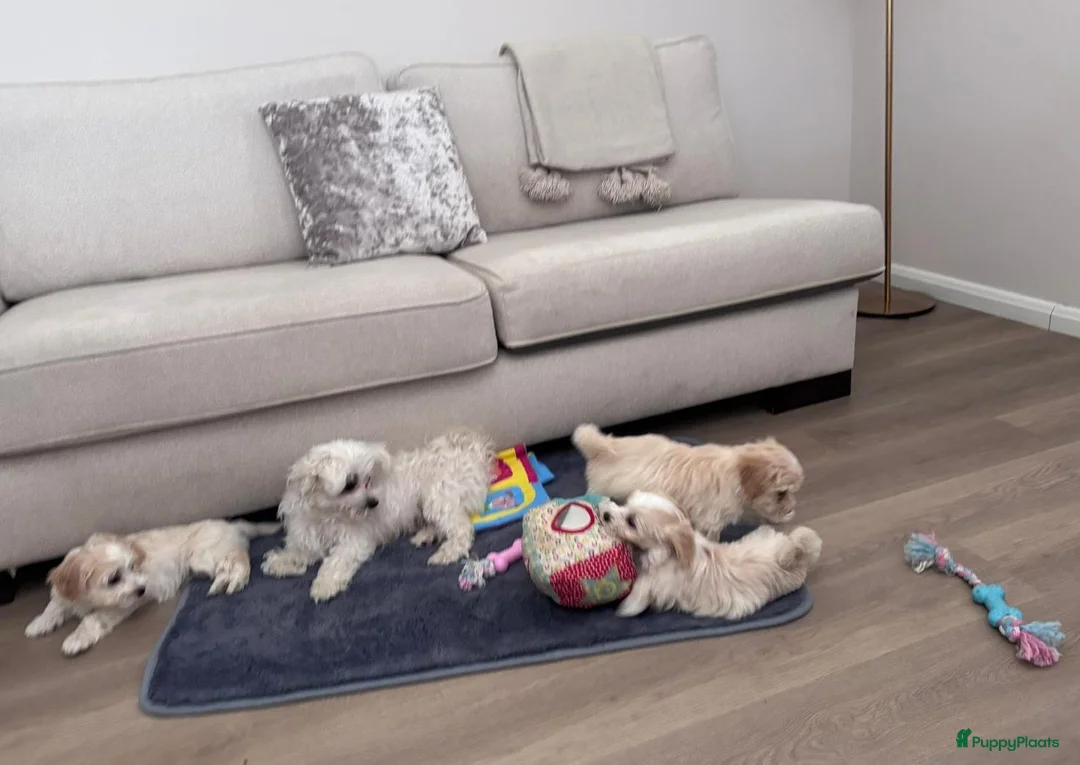 Maltipoo honden te koop: Maltipoo pups - Advertentie 1