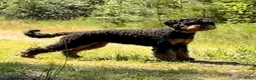 Australian Labradoodle honden te koop: Sproodle pups F1BB multigen  - Advertentie 23