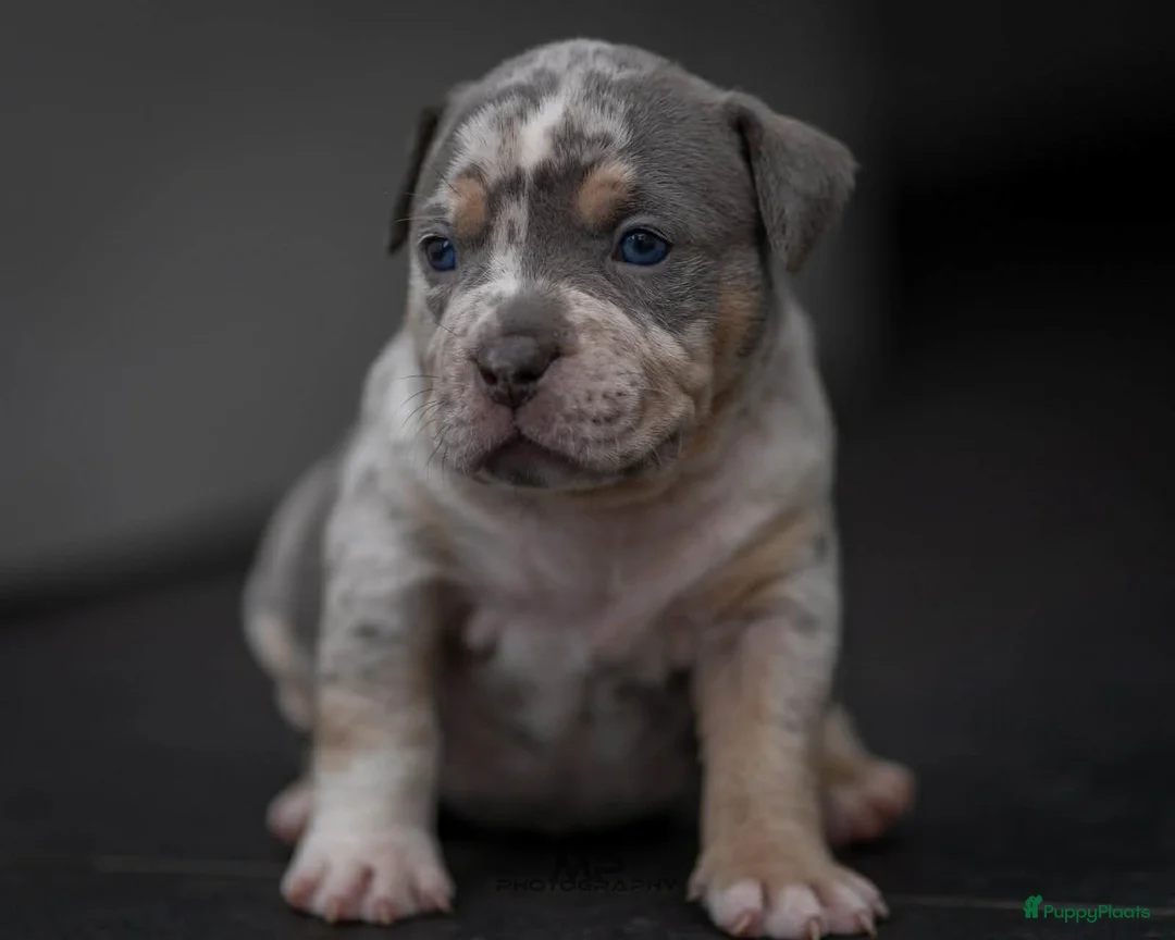 Amerikaanse Bully honden te koop: American Bully pocket pup verwacht  - Advertentie 11