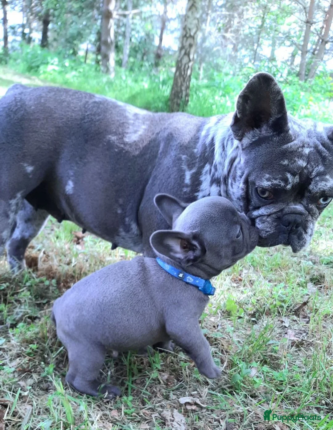 Franse Bulldog honden te koop: Franse Bulldog puppy's in Andijk - Advertentie 3