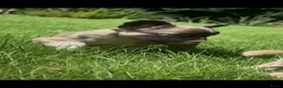 Franse Bulldog honden te koop: Franse Bulldog pups! Uniek dna+ arfe stamboom - Advertentie 2