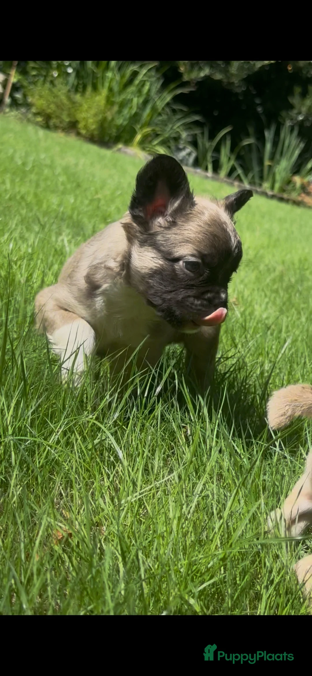 Franse Bulldog honden te koop: Franse Bulldog pups! Uniek dna+ arfe stamboom - Advertentie 2