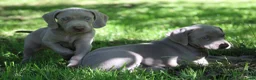 Weimarse Staande Hond korthaar honden te koop: Weimaraner pups - Advertentie 3