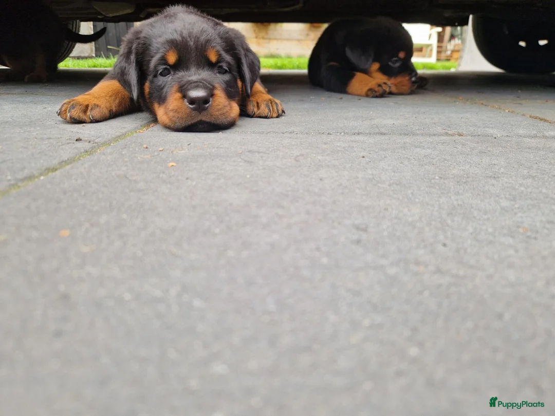 Rottweiler honden te koop: Te koop rottweilerpup in Hardinxveld-Giessendam - Advertentie 2