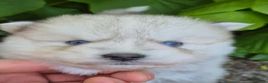 Kruising Puppy 4