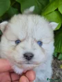 Kruising Puppy 4