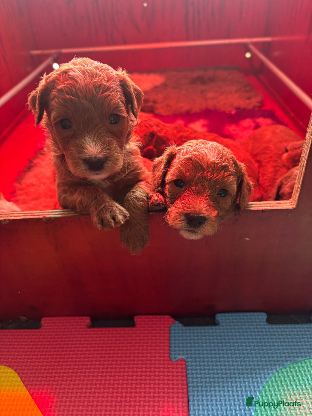 Labradoodle honden te koop: Mini labradoodle te koop - 1 teefje beschikbaar - Advertentie 3