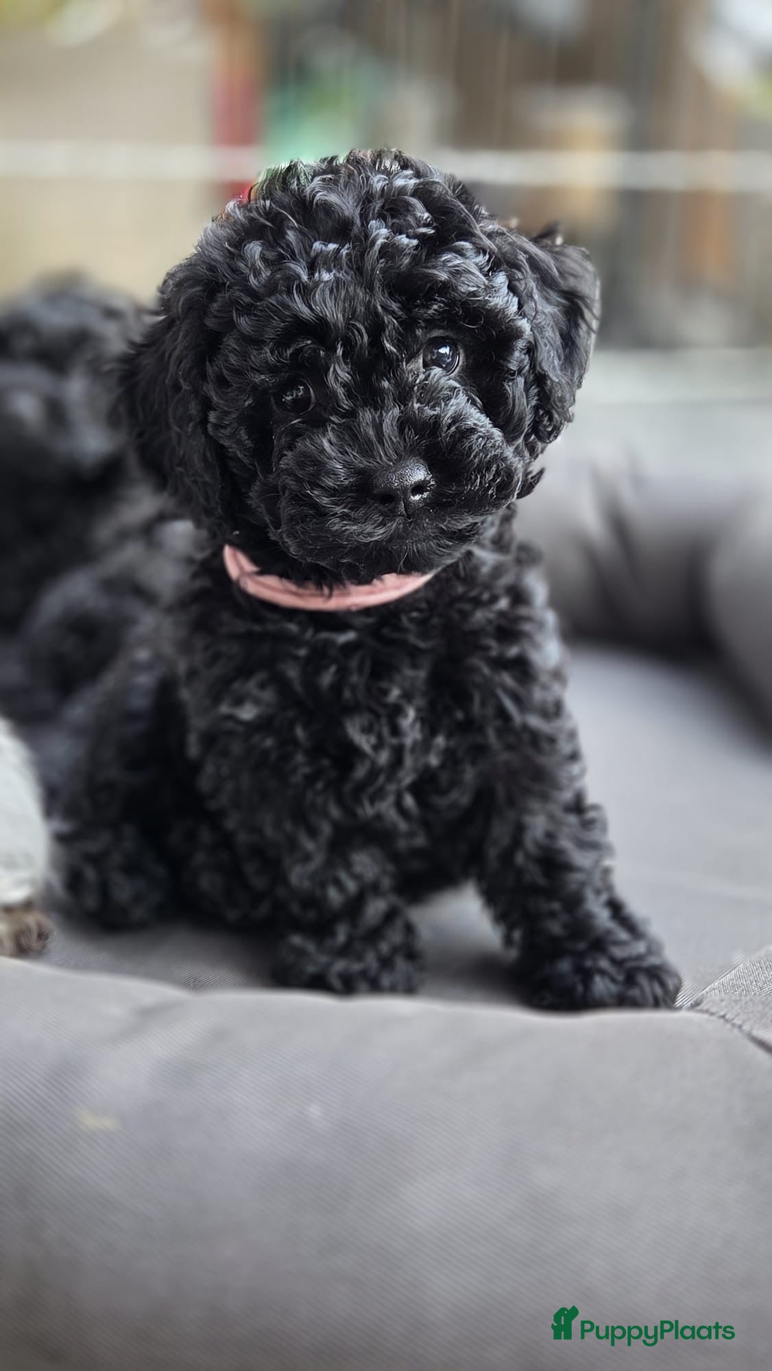 Maltipoo honden Geweldige MaltiPoo’s 🥰 Zwart - Advertentie 1